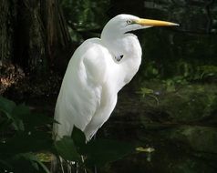 egret in a swamp