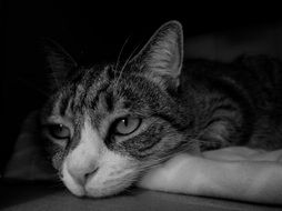 Domestic cat rest and he looks bored