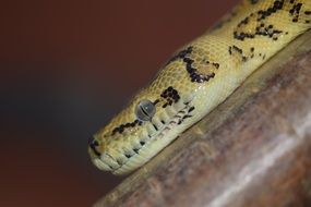 yellow python in a terrarium close-up on blurred background