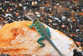 Lizard Gecko