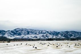 Snowy Mountains herd grazing