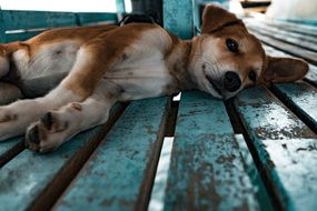 cute Puppy Dog Laying on side