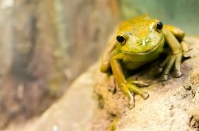 perfect beautiful Frog Amphibian