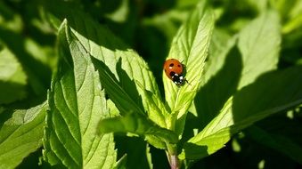 ladybug on a mint leaf