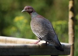 Patagioenas Picazuro Bird close-up on blurred background