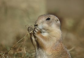 prairie dog in the wildlife