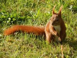 red squirrel on green grass
