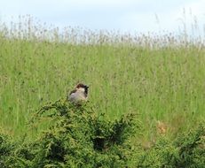 Chickade bird on the plant