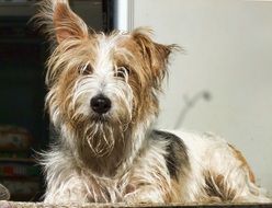fluffy shaggy dog