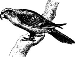 Bird Parrot drawing