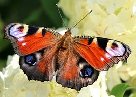 nymphalidae Butterfly