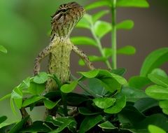 Animal Lizard Reptile Reptilian