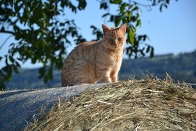 red cat sitting on a haystack