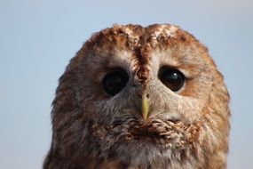 Owl Bird Wild Life portrait