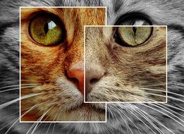 Cat face, Collage