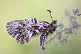 Colorful butterfly in nature