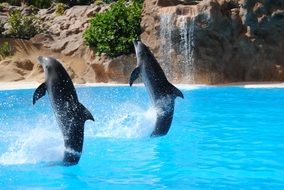 Dolphins in the dolphinarium