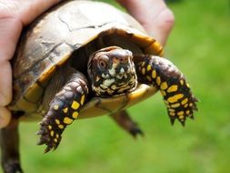 small turtle in human hand