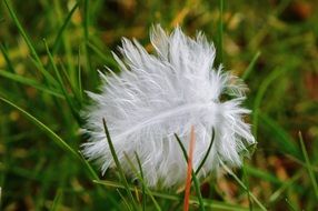 white feather among green grass