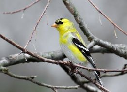 Goldfinch Bird Male