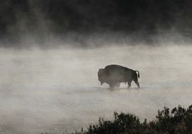 Bison in the river in the haze in Yellowstone National Park on beautiful landscape