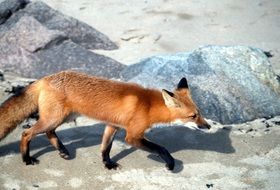 perfect beautiful Red Fox