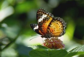 exotic butterfly on the pink flower