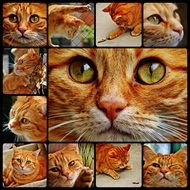 Cat Red Collage