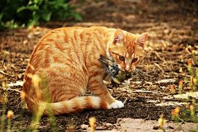 cat with prey