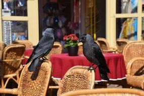 two crows sit on backs of chairs in open air cafe