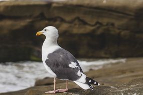 charming Sea Gull