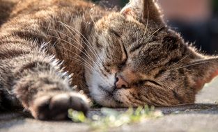 domestic cat sleeps on the ground