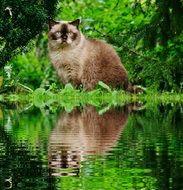 Cat British Shorthair reflected in the water