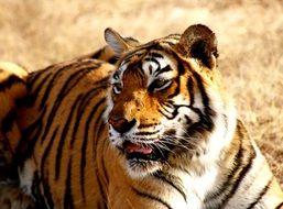 Beautiful and colorful tiger in habitat in asia