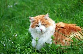 gorgeous Red Tomcat