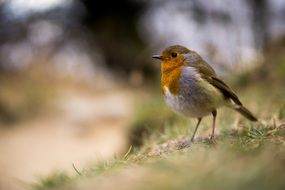 small Bird Robin Standing portrait