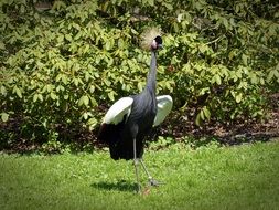 plumage of a crowned crane