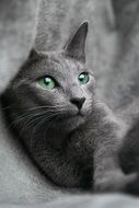 gray cat with green eyes close up