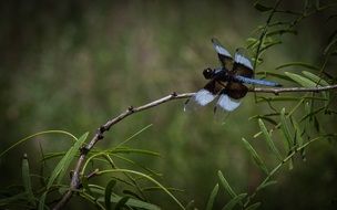 dragonfly on a branch