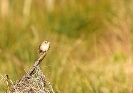 macro photo of little bird in the garden