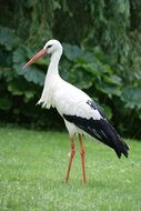 picture of the stork bird in nature