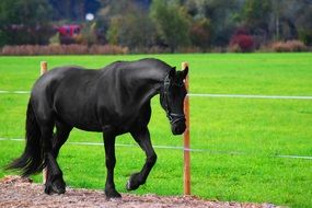 black Horse walking along fence