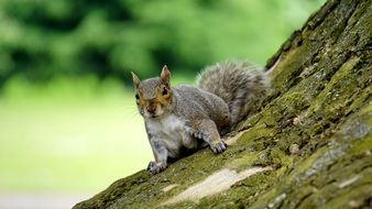 Picture of Grey Squirrel is on a wood