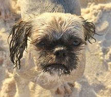 Wet Shih Tzu dog