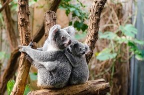 Koala Bears on a tree