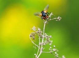 Large fly on a plant