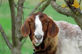 brown Goat beneath tree