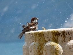 Bird Wash in Fountain