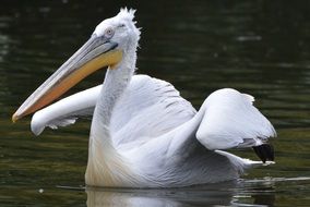 perfect beautiful Pelican on the water close-up