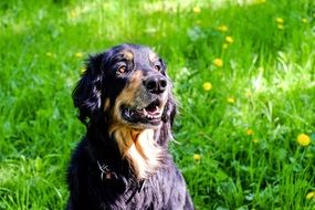 Hovawart Dog sitting outdoors portrait